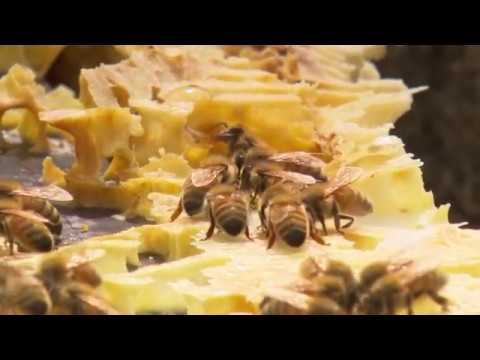 Melita Honey   The Land