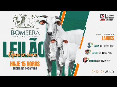 Canalleiloes.com | LEILÃO GADO DE CORTE  BOM SERÁ LEILÕES | TUPIRAMA - TO 05/12/2025