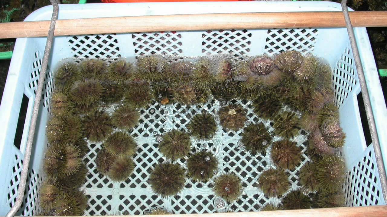 What is Aquaculture?