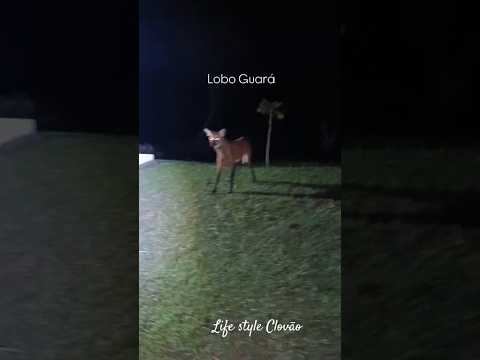 Lobo Guará, Rio Verde, Mato Grosso do Sul.