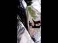 White Tiger Attacking A Man In Delhi Zoo
