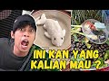 OZIIE TV REACTION FULL DEBM AUTO NGAMUK ️