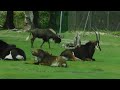 Sable Antelope And Black Wildebeest At Six Flags Great Adventure Safari May 2023