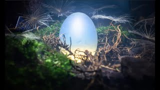 The Dragon´s Egg