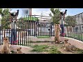 Liger Or Lara Goat Ko Khane K Lye Ready Hogaiy