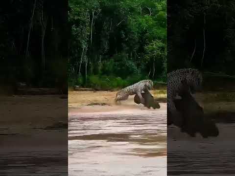 From danger to care, thanks to Vantara. #LeopardRescue #AnantDadaEra #AnantAmbani