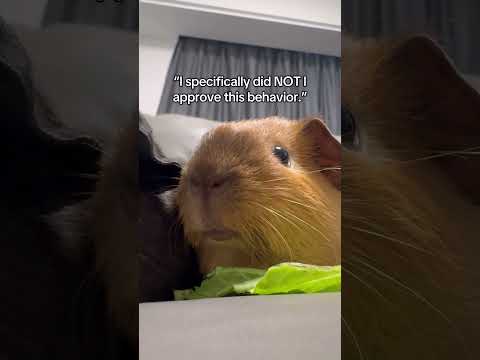 reaksi lucu guinea pig
