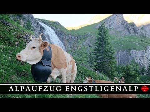 Alpaufzug Engstligenalp - Berner Oberland - Schweiz - LuegemolTV
