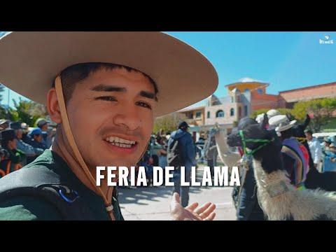 3ra  FERIA DEPARTAMENTAL DE CAMELIDOS SAN LUCAS -NOR CINTI -CHUQUISACA #fandango #norCinti
