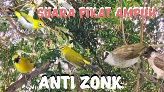 Download lagu suara pikat pleci, trucukan, dan kutilang, terampuh mp3 Download lagu suara pikat pleci, trucukan, dan kutilang, terampuh mp3