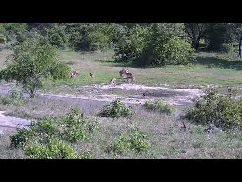 Djuma: Impala bachelor herd - 08:14 - 11/05/2023