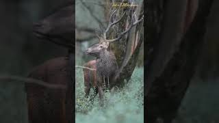 Download lagu RUSA JANTAN mp3 Download lagu RUSA JANTAN mp3