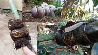 Download lagu metode cangkok pohon durian agar cepat tumbuh akar mp3 Download lagu metode cangkok pohon durian agar cepat tumbuh akar mp3
