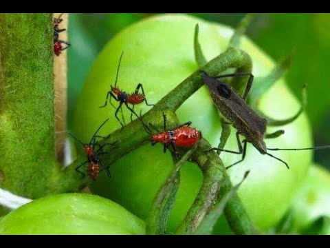 Medicine da lyambliya per bambini I mezzi che aiutano a liberarsi da tutta la specie di parassiti