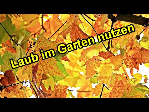 Laub im Garten sinnvoll nutzen & nicht entsorgen - Herbstlaub im Garten verwenden