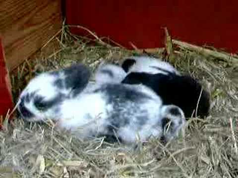 Liten bebis springer