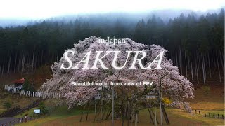Japan Cherry Blossoms by drone ｜ドローンで捉えた日本の美しい桜🌸