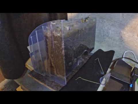 Halting my latest worm bin time-lapse at 80 days