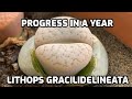 Lithops Gracilidelineata - Progress In A Year -  My "Baymax"