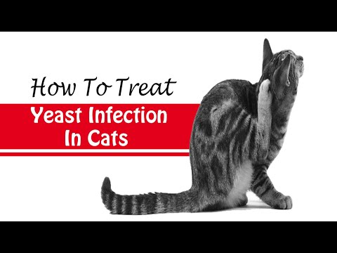 How to Treat Yeast Infection in Cats || Home Remedies for Yeast Infection in Cats