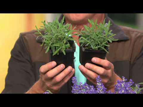 Roberta's 4-pc. Fat Budded & Bushy Grosso Lavender Collection with Jill Bauer