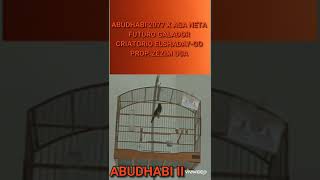 ABUDHABI II