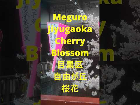 [東京Tokyo]目黒區自由之丘桜花花見Meguro Jiyugaoka Cherry Blossom