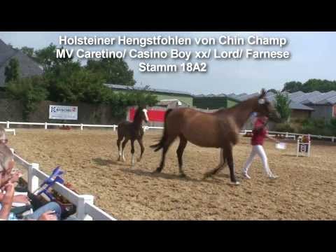 Holsteiner Hengstfohlen  von Chin Champ Prämiert Stamm 18A2