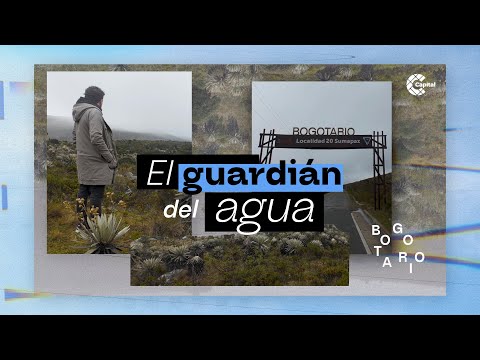 Frailejón: la planta que protege a Bogotá | Bogotario