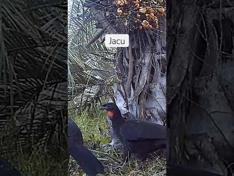 Jacu comendo fruto do butiá (butiazeiro) #fauna #wildlife #birds #animals #nature