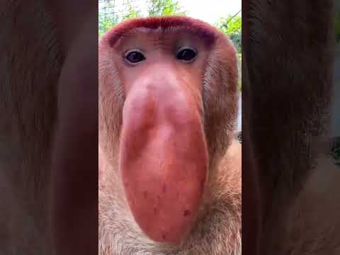 K u drat a juba s w pets  house #viral#for you #az mini zoo