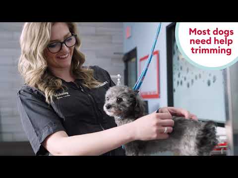 Petsmart Nail Trimming
