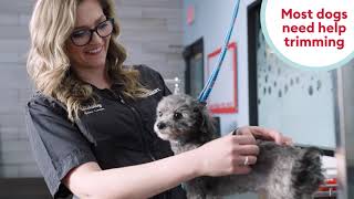 How to Trim & Clip Dog Nails - PetSmart Presents #doggroomingtips
