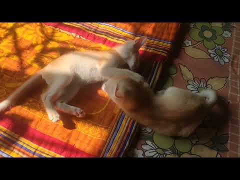 is cat ki maa nahin hai