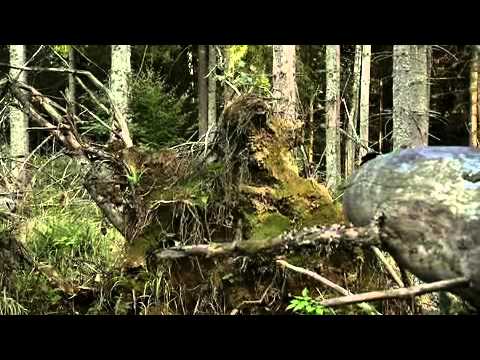 (vlcrec03.14) Lebensraum Wald