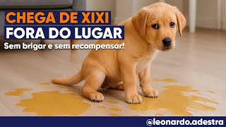Como Ensinar o Cachorro a Fazer Xixi e Cocô no Lugar Certo – Sem Brigar e Sem Recompensar