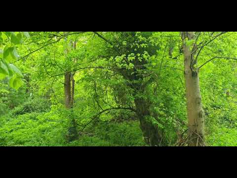 Birdsong in Westport House. 07.05.2019