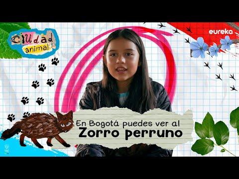 El zorro perruno es una especie muy difícil de ver, María Helena y su papá lograron verlo y fotografiarlo. Descubre cómo ocurrió