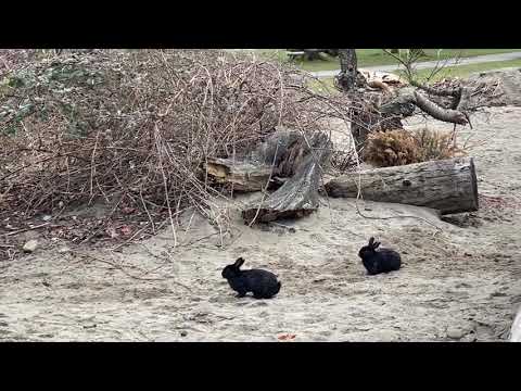 I found some cute bunny’s on Spanish Banks Beach🐇🏝️