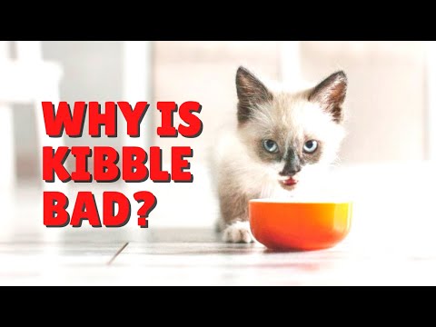 Why Is Kibble Bad For Cats? | Two Crazy Cat Ladies