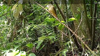 Download lagu pikat cucak jenggot pake mp3 dapat dua ekor(hobi mikat99) mp3 Download lagu pikat cucak jenggot pake mp3 dapat dua ekor(hobi mikat99) mp3