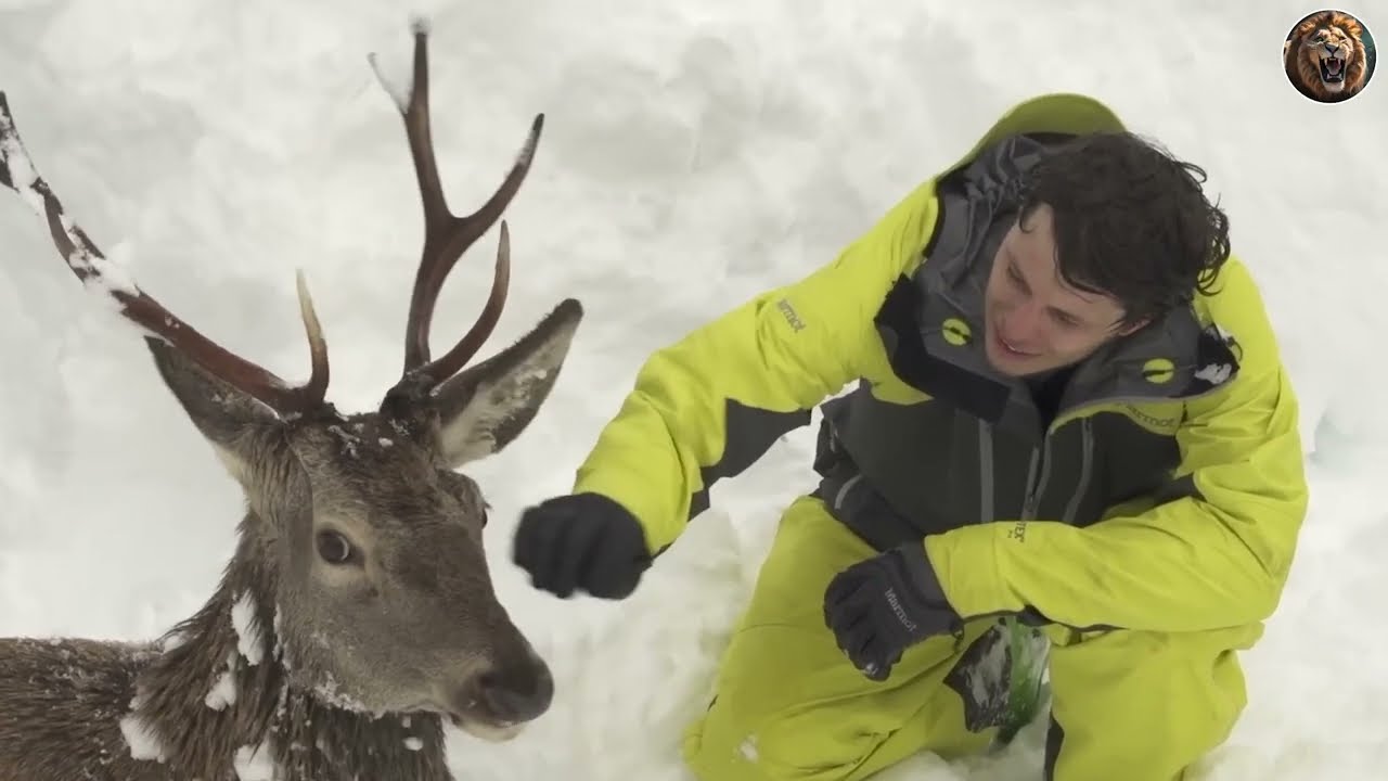 Animals That Asked People for Help & Kindness! #3 | D-Animals Grow Up 2024