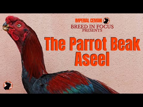 , title : 'The Parrot Beak Aseel | Kiḷi Mūkku | Imperial Cemani'