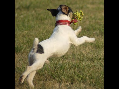 Welcome ESL 80 POCR ZTC