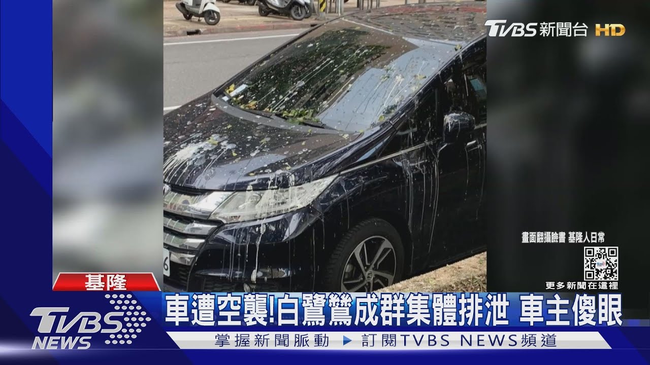 車遭空襲!白鷺鷥成群集體排泄 車主傻眼
