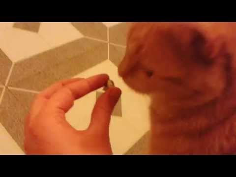 Cat rejects blue cheese #1