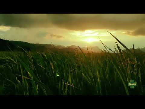 Study and Relaxation Music with Slow Beats 🍀- Rice field under heaven's gate ⛩️🌾