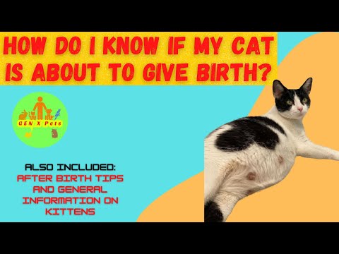 How do I know if my Cat is about to give birth? | How often should you feed a nursing mother cat?
