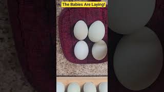 Let's Collect Today's Eggs! Exciting News! #fun #food #egg #chicken #hen #babies #news