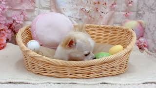 チワワ（ロング）の動画02